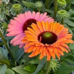 Echinacea SunSeekers Rainbow ('IFECSSRA') (PBR) (SunSeekers Series) 10 Echinacea SunSeekers Rainbow ('IFECSSRA') (PBR) (SunSeekers Series) -Herbalife Shop pl2000036167 card3 lg