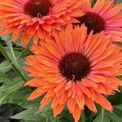 Echinacea SunSeekers Rainbow ('IFECSSRA') (PBR) (SunSeekers Series) 12 Echinacea SunSeekers Rainbow ('IFECSSRA') (PBR) (SunSeekers Series) -Herbalife Shop pl2000036167 card5 lg