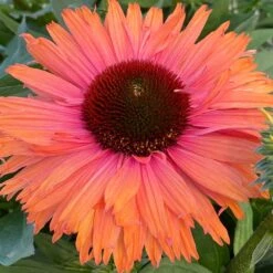 Echinacea SunSeekers Rainbow ('IFECSSRA') (PBR) (SunSeekers Series) 13 Echinacea SunSeekers Rainbow ('IFECSSRA') (PBR) (SunSeekers Series) -Herbalife Shop pl2000036167 card6 lg