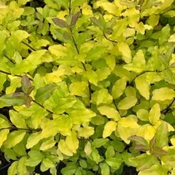 Ligustrum Ovalifolium 'Lemon And Lime'