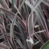 Phormium 'Pink Stripe' 1 Phormium 'Pink Stripe' -Herbalife Shop pl2000036238