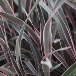 Phormium 'Pink Stripe'