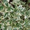 Euonymus Fortunei 'Silver Queen' -Herbalife Shop pl2000036248