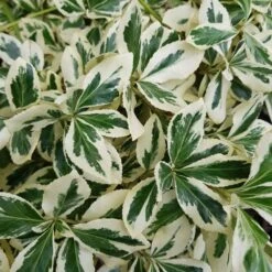 Euonymus Fortunei 'Silver Queen' -Herbalife Shop pl2000036248 card2 lg
