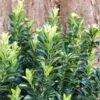 Euonymus Japonicus 'Green Rocket' -Herbalife Shop pl2000036250