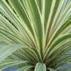 Cordyline Australis 'Torbay Dazzler' -Herbalife Shop pl2000036256