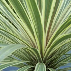 Cordyline Australis 'Torbay Dazzler'