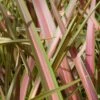 Phormium 'Jester' -Herbalife Shop pl2000036259