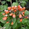 Cotoneaster Naoujanensis 'Berried Treasure' 2 Cotoneaster Naoujanensis 'Berried Treasure' -Herbalife Shop pl2000036261