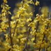 Forsythia × Intermedia 'Goldrausch' -Herbalife Shop pl2000036293