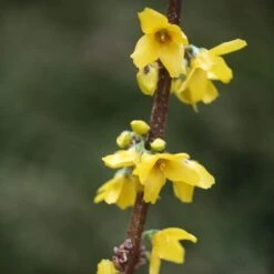 Forsythia × Intermedia 'Goldrausch' -Herbalife Shop pl2000036293 card2 lg