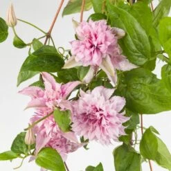 Clematis Multi Pink ('ST17333') (PBR) -Herbalife Shop pl2000036317 card2 lg