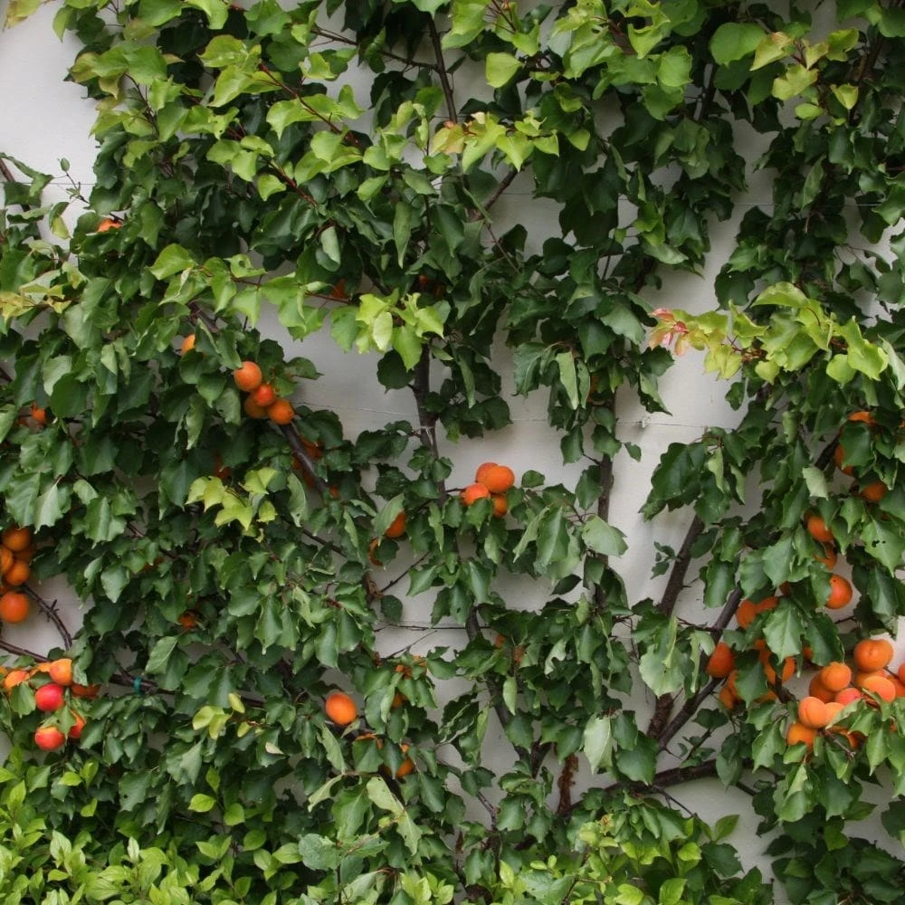 Apricot 'Tomcot' 4 Apricot 'Tomcot' - Image 2