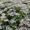 Hydrangea Macrophylla 'Lanarth White' -Herbalife Shop pl2000036868