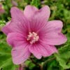 Malva × Clementii 'Burgundy Wine' -Herbalife Shop pl2000036874