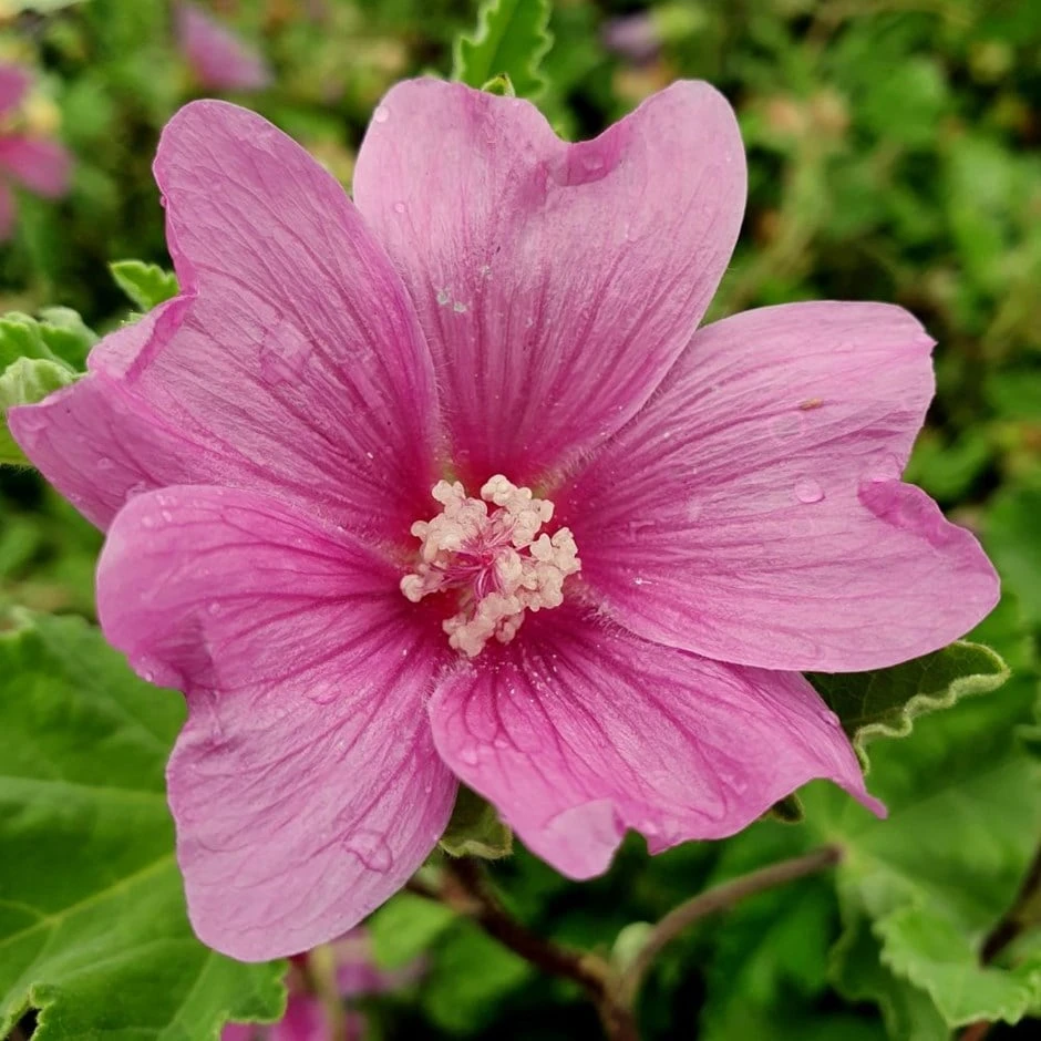 Malva × Clementii 'Burgundy Wine' 3 Malva × Clementii 'Burgundy Wine'