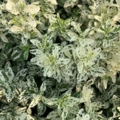 Euonymus Fortunei 'Harlequin' -Herbalife Shop pl2000036875 card3 lg