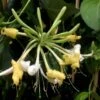 Lonicera Periclymenum 'Sweet Sue' -Herbalife Shop pl2000036881