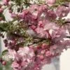 Prunus 'Little Pink Perfection' -Herbalife Shop pl2000036883