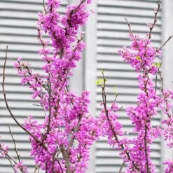 Cercis Chinensis 'Avondale' -Herbalife Shop pl2000036885 card2 lg