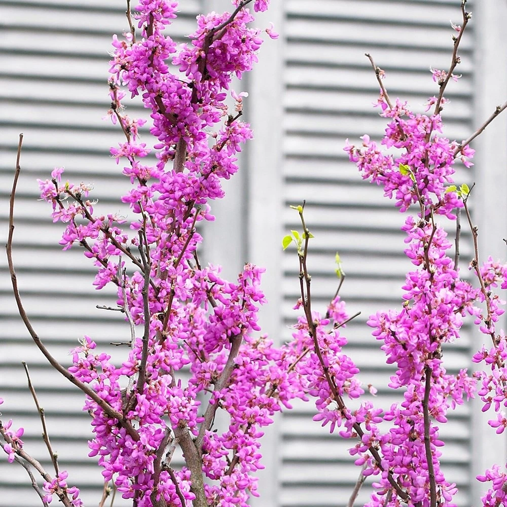 Cercis Chinensis 'Avondale' 4 Cercis Chinensis 'Avondale' - Image 2