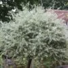 Pyrus Salicifolia 'Pendula' -Herbalife Shop pl2000036892