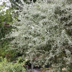 Pyrus Salicifolia 'Pendula' -Herbalife Shop pl2000036892 card2 lg