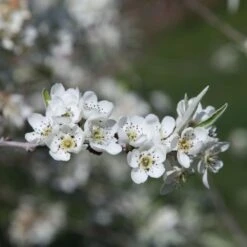 Pyrus Salicifolia 'Pendula' -Herbalife Shop pl2000036892 card3 lg
