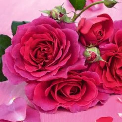 Rosa Timeless Purple ('Noa38121') (PBR) -Herbalife Shop pl2000036975 card2 lg