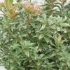Pieris Japonica 'Little Heath' -Herbalife Shop pl2000036977