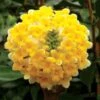 Edgeworthia Chrysantha 'Grandiflora' -Herbalife Shop pl2000037047