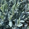 Andromeda Polifolia 'Blue Lagoon' -Herbalife Shop pl2000037070