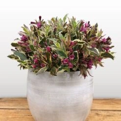 Weigela Florida All Summer Monet ('Verweig 8') (PBR)