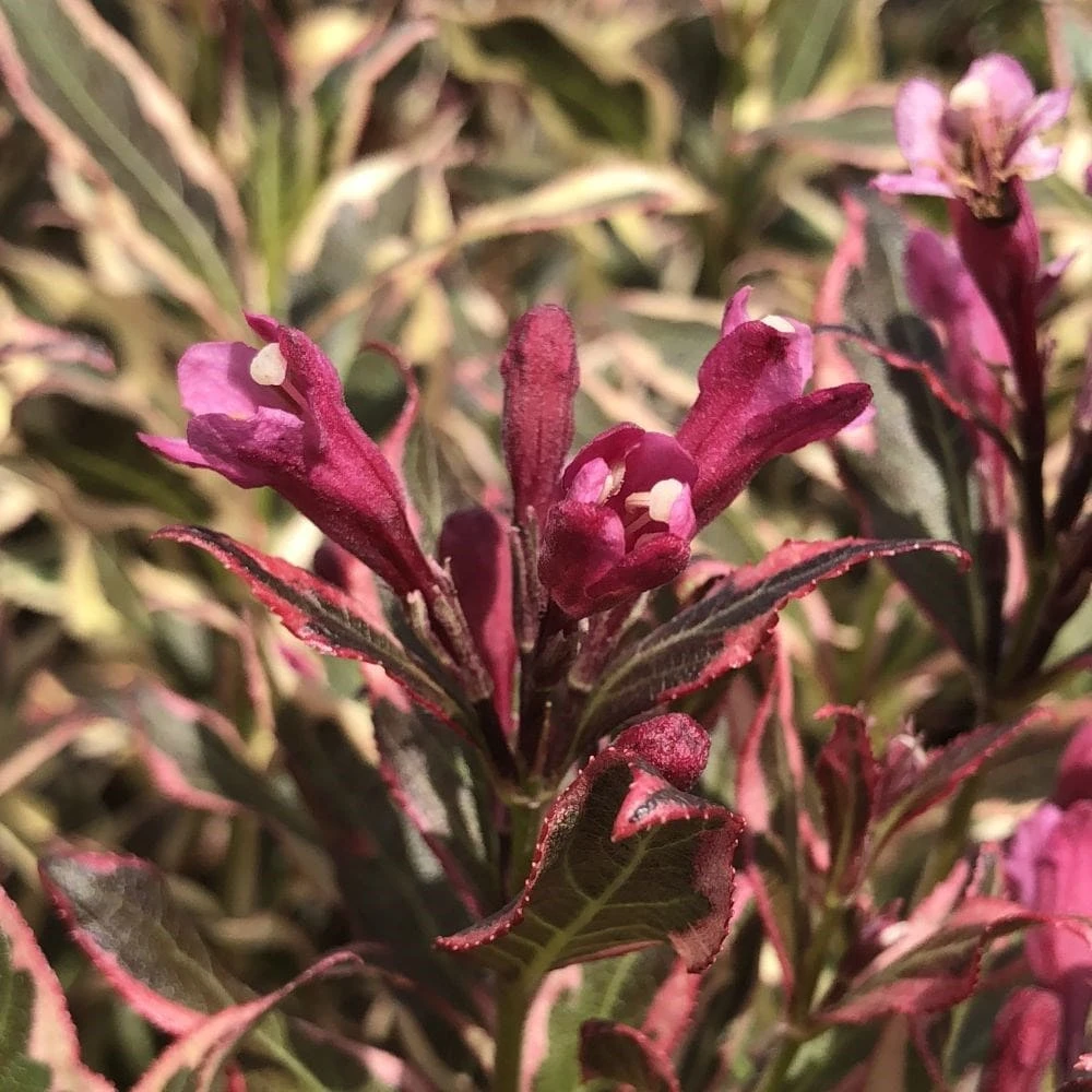 Weigela Florida All Summer Monet ('Verweig 8') (PBR) 4 Weigela Florida All Summer Monet ('Verweig 8') (PBR) - Image 2