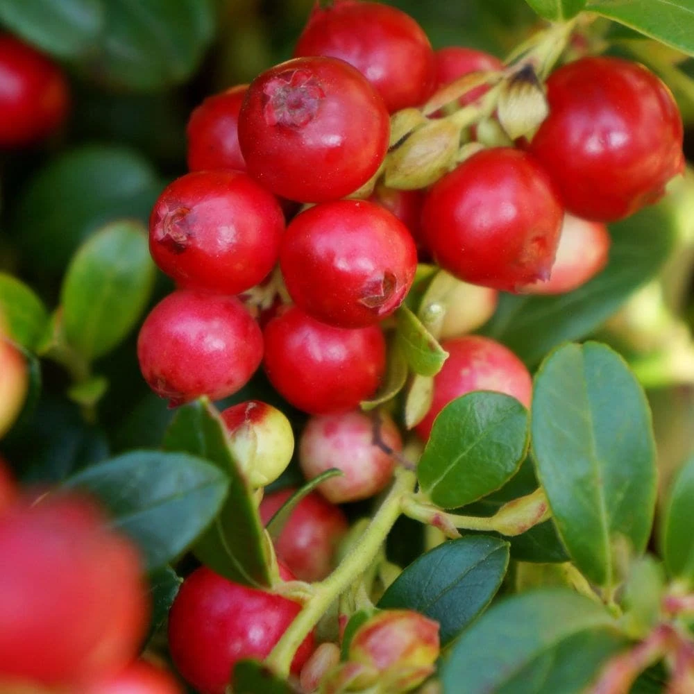 Lingonberry Fireballs ('Lirome') (PBR) 4 Lingonberry Fireballs ('Lirome') (PBR) - Image 2