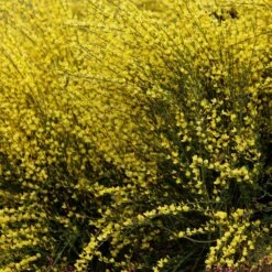 Cytisus × Praecox 'Allgold' -Herbalife Shop pl2000037170 card2 lg