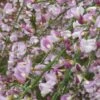 Cytisus 'Moyclare Pink' -Herbalife Shop pl2000037175