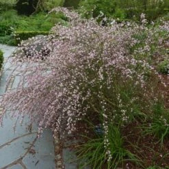 Cytisus 'Moyclare Pink' -Herbalife Shop pl2000037175 card2 lg