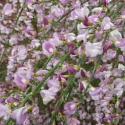 Cytisus 'Moyclare Pink' -Herbalife Shop pl2000037175 card3 lg
