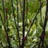 Cornus Alba 'Kesselringii' 1 Cornus Alba 'Kesselringii' -Herbalife Shop pl2000037183
