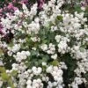 Symphoricarpos Magical Galaxy ('Kolmgala') (PBR) 1 Symphoricarpos Magical Galaxy ('Kolmgala') (PBR) -Herbalife Shop pl2000037188