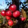 Malus Toringo 'Scarlett' 2 Malus Toringo 'Scarlett' -Herbalife Shop pl2000037200