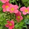 Potentilla Fruticosa Bellissima ('Hachliss') (PBR) -Herbalife Shop pl2000037211