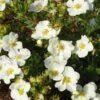 Potentilla Fruticosa Bella Bianca ('Hachbianca') (PBR) -Herbalife Shop pl2000037212
