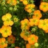 Potentilla Fruticosa Bella Sol ('Hachdon') (PBR) -Herbalife Shop pl2000037213