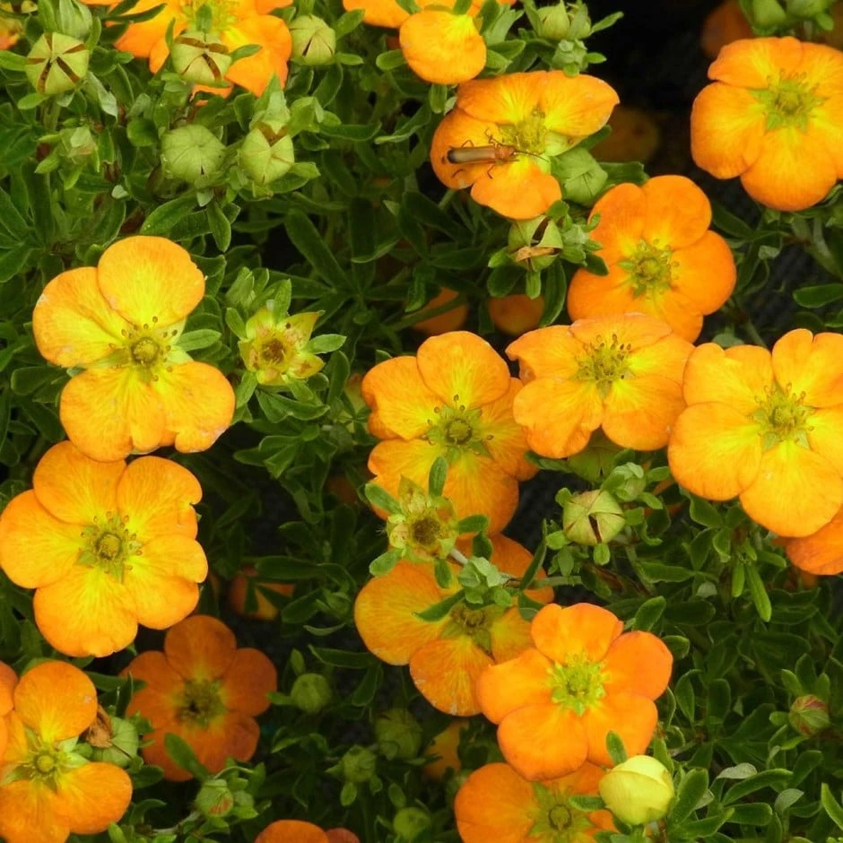 Potentilla Fruticosa Bella Sol ('Hachdon') (PBR) 3 Potentilla Fruticosa Bella Sol ('Hachdon') (PBR)