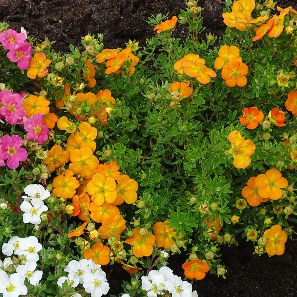 Potentilla Fruticosa Bella Sol ('Hachdon') (PBR) 4 Potentilla Fruticosa Bella Sol ('Hachdon') (PBR) - Image 2