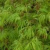 Acer Palmatum 'Dissectum' 1 Acer Palmatum 'Dissectum' -Herbalife Shop pl2000037215
