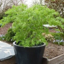 Acer Palmatum 'Dissectum' -Herbalife Shop pl2000037215 card3 lg
