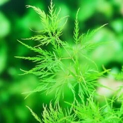 Acer Palmatum 'Dissectum' -Herbalife Shop pl2000037215 card5 lg